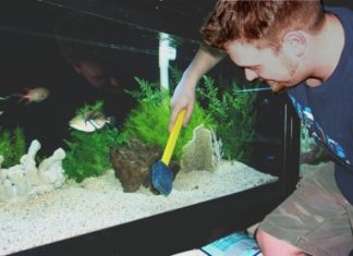 Clean a Fish Tank