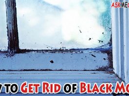 How to Get Rid of Black Mold
