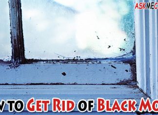 How to Get Rid of Black Mold