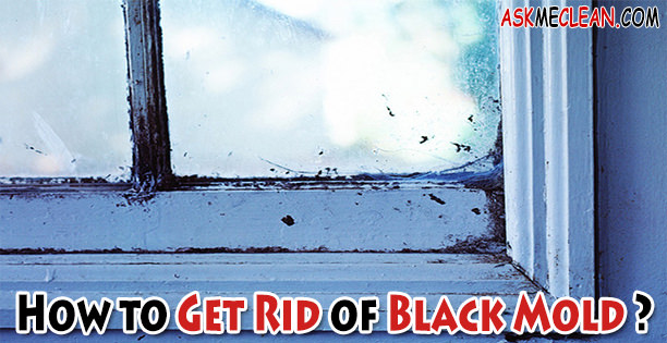 How to Get Rid of Black Mold