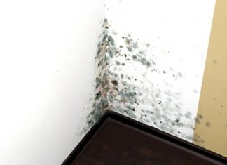 Get Rid of Mold