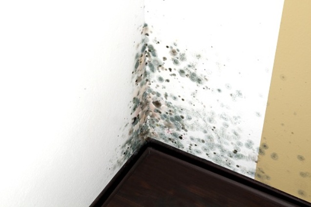 Get Rid of Mold