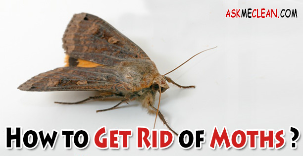 How to Get Rid of Moths?