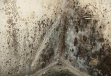 Kill Black Mold