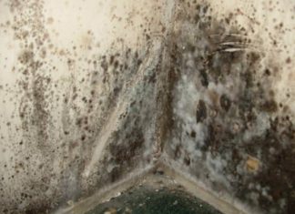 Kill Black Mold