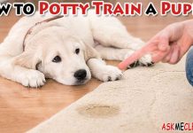 How to Potty Train a Puppy