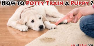 How to Potty Train a Puppy