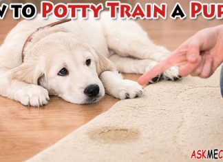 How to Potty Train a Puppy