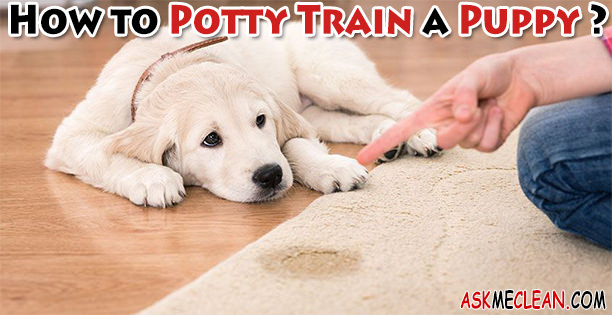 How to Potty Train a Puppy