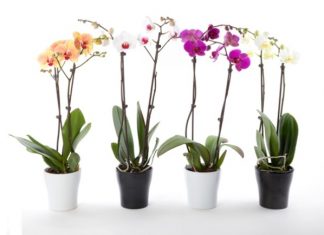 How to Care for Orchids