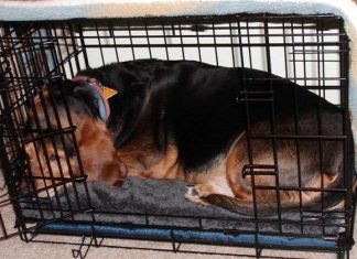 How to Crate Train a Puppy