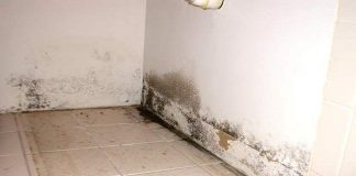 How to Kill Mold