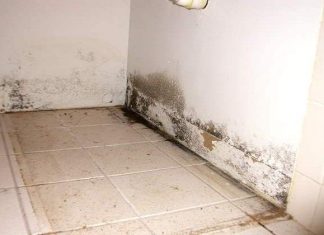 How to Kill Mold