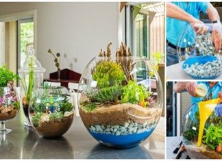 How to Make a Terrarium